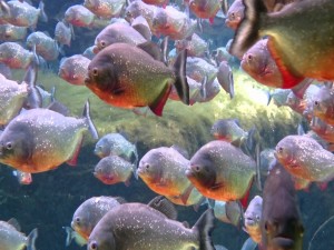 Pirañas en un acuario