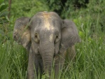 Pequeño elefante entre la hierba