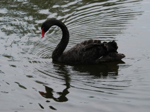 Un cisne negro