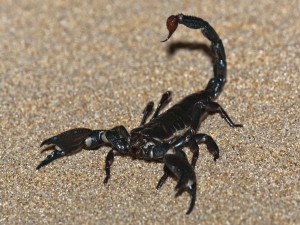 Escorpión negro sobre la arena