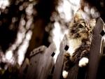Gato sobre una valla de madera