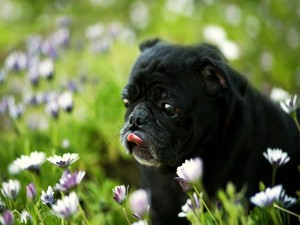 Cachorro negro entre las flores