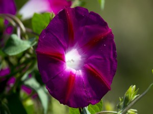 Flor púrpura
