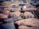 Planta creciendo entre unas piedras