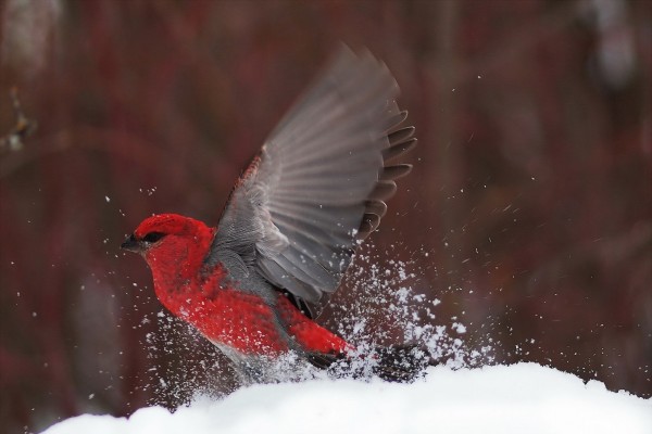 Un pájaro rojo batiendo sus alas sobre la nieve