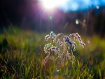 Sol iluminando a una planta sobre la hierba