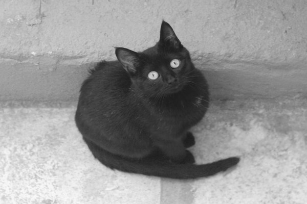 Un gato negro callejero