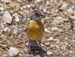 Pájaro de pecho amarillo