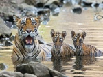 Cachorros de tigre dándose un baño junto a su madre