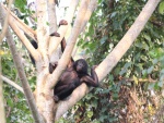 Bonobo tumbado entre las ramas de un árbol