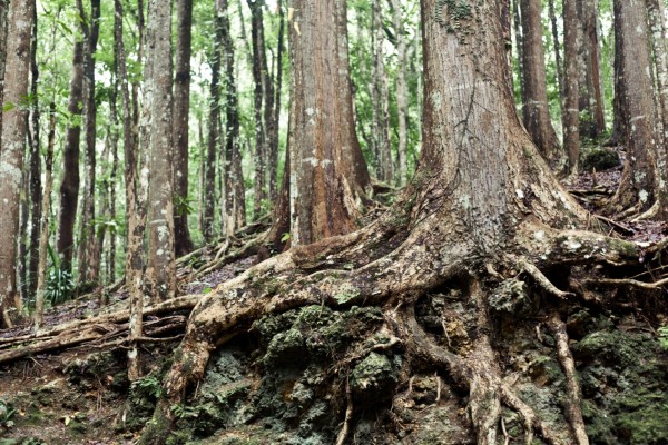 Raíces de un gran árbol