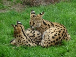 Serval hembra cuidando de su cachorro