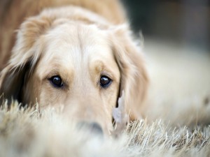 Labrador retriever tumbado sobre hierba seca
