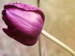 Agua sobre los pétalos de un tulipán morado