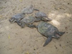 Tortugas marinas sobre la arena