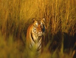 Tigre de Bengala quieto entre las plantas
