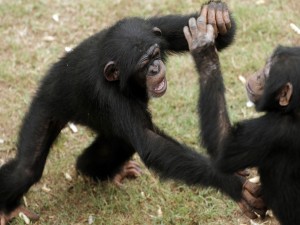 Dos chimpancés peleando