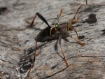 Escarabajo con largas antenas
