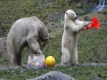 Osos polares jugando