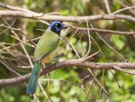 Un colorido pájaro posado en una rama