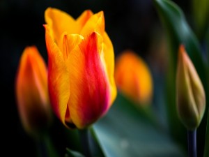 Tulipán con pétalos de dos colores