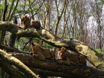 Leones tumbados sobre unos troncos