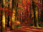 Un bonito bosque en otoño