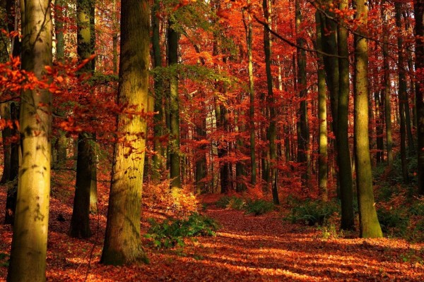 Un bonito bosque en otoño