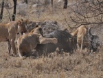 Leonas atacando a un búfalo