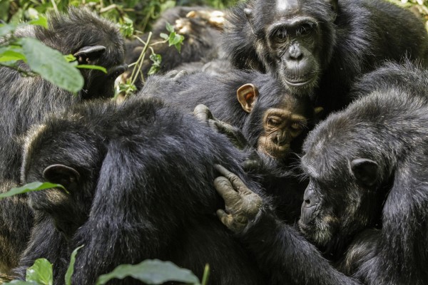 Un grupo de chimpancés