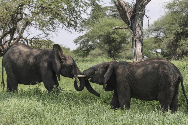 Elefantes luchando sobre la hierba