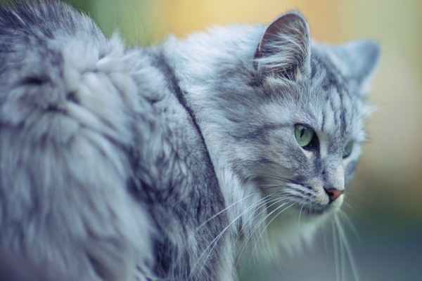 Bonito gato gris con ojos verdes
