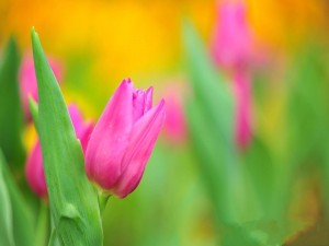 Postal: Tulipanes rosas
