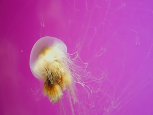 Medusa en un fondo lila
