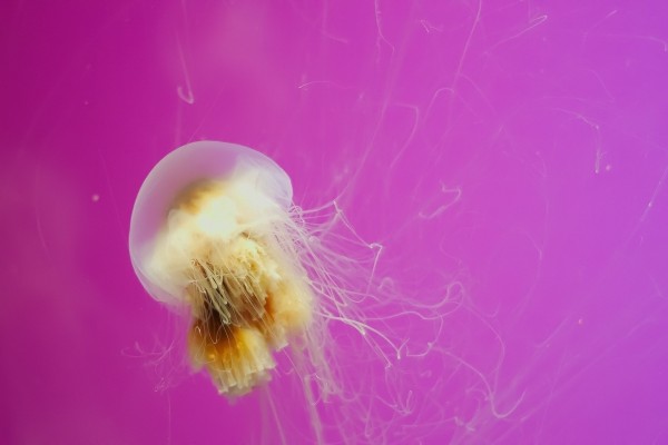 Medusa en un fondo lila