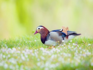 Un pato mandarín sobre la hierba