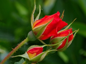 Tres rosas rojas floreciendo