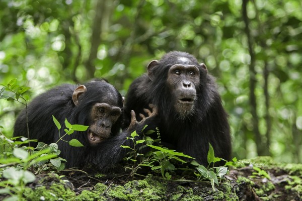 Dos chimpancés en el bosque