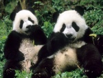 Dos pandas gigantes comiendo