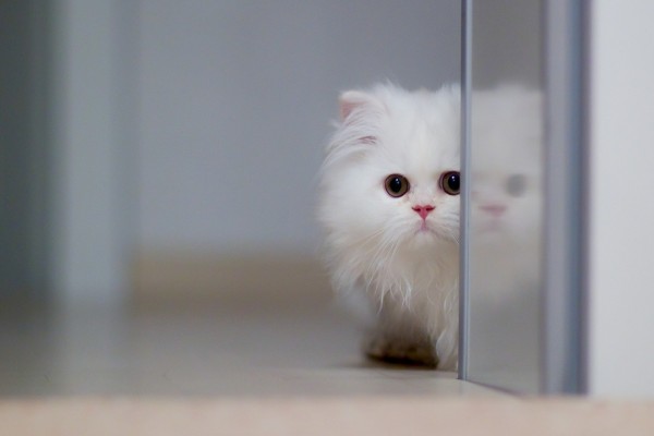 Un gatito blanco