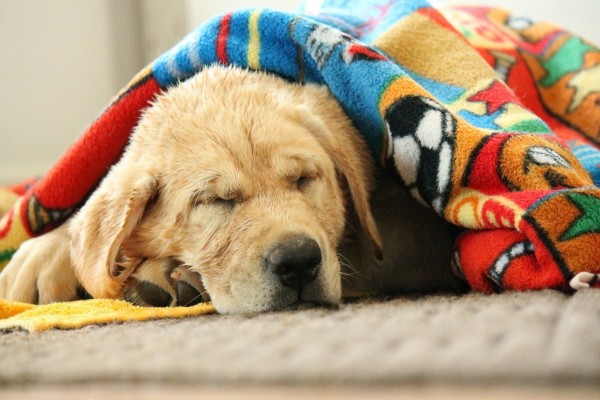 Labrador retriever tapado con una manta mientras duerme