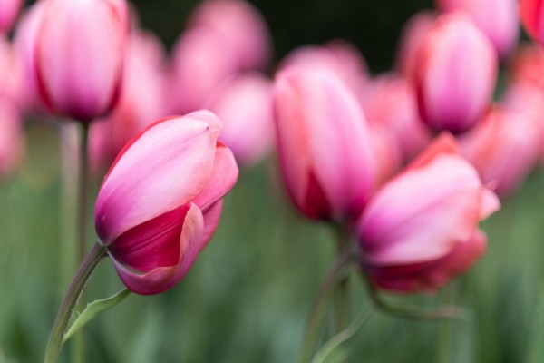 Hermosos tulipanes de color rosa