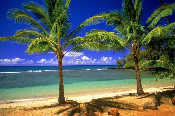 Playa con pequeñas palmeras