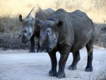 Dos pequeños rinocerontes negros