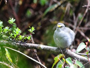 Pájaro de plumaje gris sobre una rama