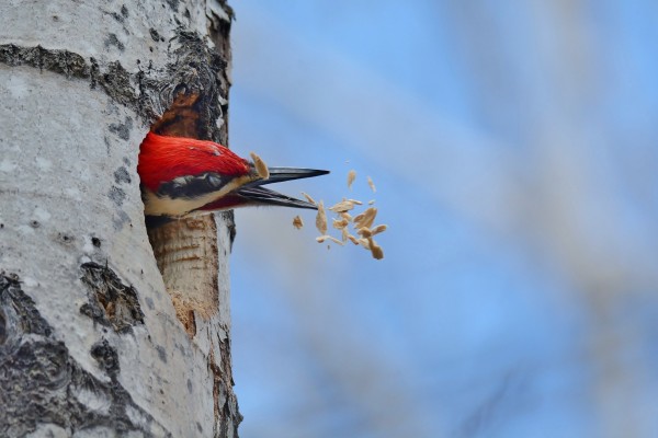 Pájaro en el hueco de un árbol intentando coger la comida