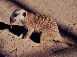 Un suricata comiendo