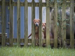 Dos perros detrás de una valla