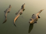 Tres cocodrilos descansando sobre el agua
