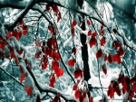 Nieve sobre las ramas y hojas rojas